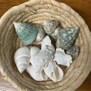 Collection of 14 seashells. Green Tampa top snail and white shells